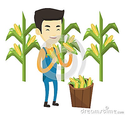 Farmer collecting corn vector illustration. Vector Illustration