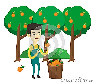 Farmer collecting oranges vector illustration. Vector Illustration