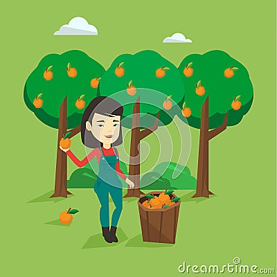 Farmer collecting oranges vector illustration. Vector Illustration