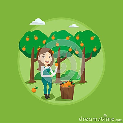 Farmer collecting oranges vector illustration. Vector Illustration