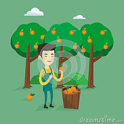 Farmer collecting oranges vector illustration. Vector Illustration