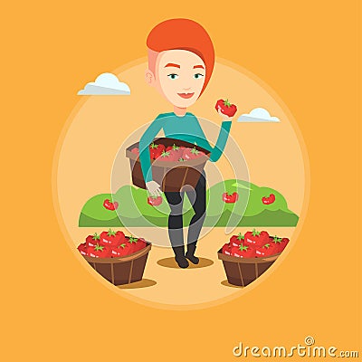 Farmer collecting tomatos vector illustration. Vector Illustration