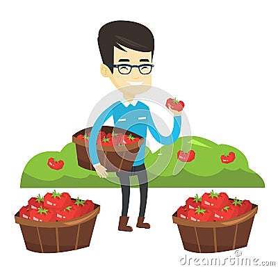 Farmer collecting tomatos vector illustration. Vector Illustration