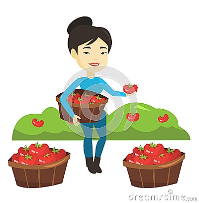 Farmer collecting tomatos vector illustration. Vector Illustration