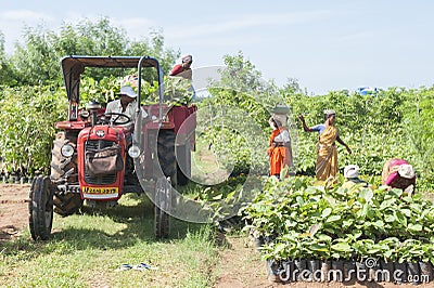 Farmer collecting yield Editorial Stock Photo