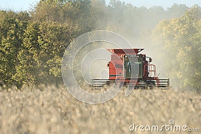 Farmer combining soybeans Stock Photo