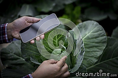 Farmer controls the quality of the cabbage crop. Female agronomist in agriculture. Organic cabbage plantation garden. Green Stock Photo