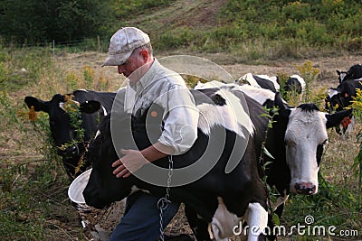 Farmer with Cows Stock Photo