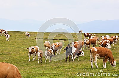 Farmer between the cows at Dobrac, Austria Editorial Stock Photo