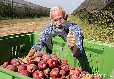 Farmer with crate full of apples in modern orchard Stock Photo