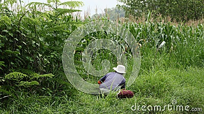 A farmer is currently cutting grass to feed livestock in a field Editorial Stock Photo