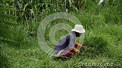 A farmer is currently cutting grass to feed livestock in a field Editorial Stock Photo