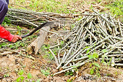 The farmer cutting cassava tree Stock Photo