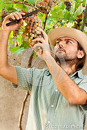 Farmer Cutting Grapes Stock Photo