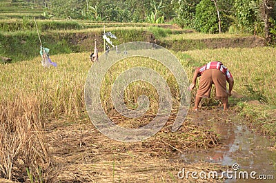 The farmer cutting grass indonesia Editorial Stock Photo