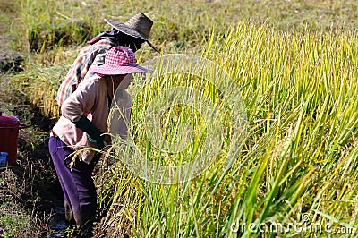 Farmer cutting rice in filed. Editorial Stock Photo