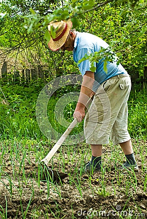 Farmer digging cultivated onion Stock Photo