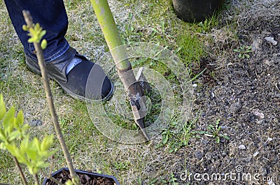 Farmer digging in the kitchen garden with a spade Stock Photo