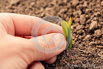 Farmer examining maize plant sprout in field Stock Photo