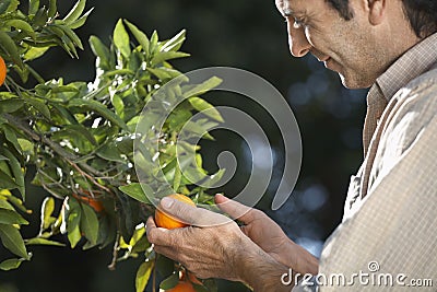 Farmer Examining Oranges On Tree In Farm Stock Photo