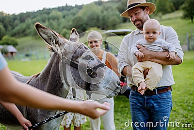 Farmer family petting donkey on their farm. A gray mule as a farm animals at the family farm. Concept of Stock Photo