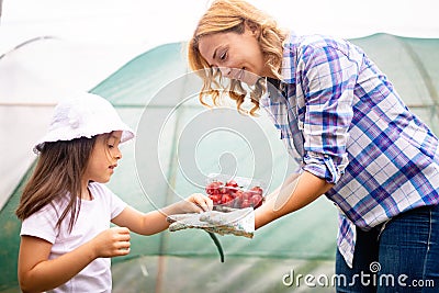 Rural family pick organically tomatoes in garden Stock Photo