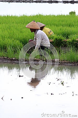 Farmer Editorial Stock Photo