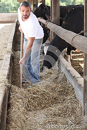 Farmer feeding the cows Stock Photo