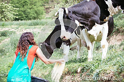 Farmer feeding cows Stock Photo