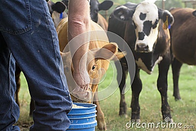 Farmer feeding his cows from a blue bucket Stock Photo