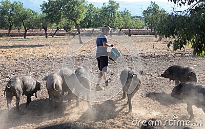 Farmer feeding pigs cattle Editorial Stock Photo