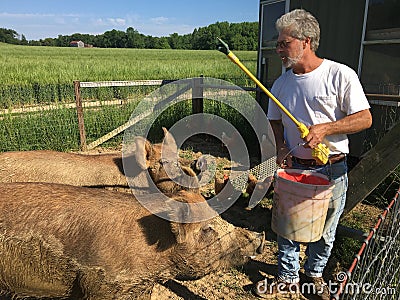 Farmer Feeding Pigs Stock Photo