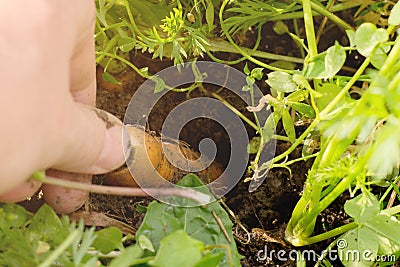 Farmer on field picking carrots, organic vegetable garden, autumn harvest Stock Photo