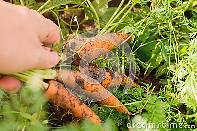 Farmer on field picking carrots, organic vegetable garden, autumn harvest Stock Photo