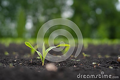 Farmer field with small young sprouts Corn Stock Photo