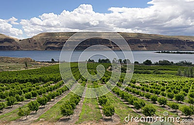 Farmer Fields Orchards Fruit Trees Columbia River Gorge Stock Photo