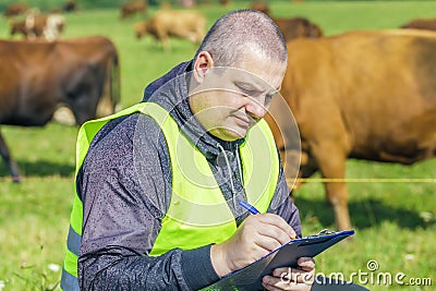 Farmer with folder near the cows at pasture Stock Photo