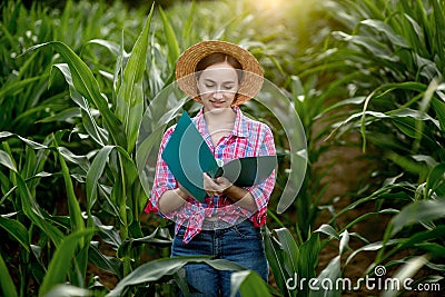Farmer with a folder stands in a corn field and checks the growth of vegetables. Agriculture - food production, harvest concept Stock Photo