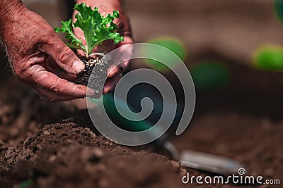 Farmer and gardener planting sprouts and young fresh plants, seedlings in a ground. Gardening and agriculture Stock Photo