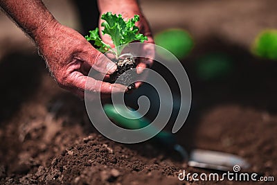 Farmer and gardener planting sprouts and young fresh plants, seedlings in a ground. Gardening and agriculture Stock Photo