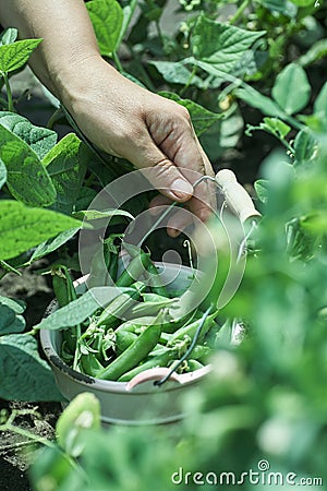 farmer gathers ripe peas in the garden Stock Photo