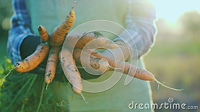 The farmer in gloves holds a large bunch of carrots. Organic farming concept Stock Photo