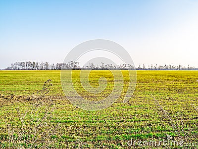 Farmer green field against the sky Stock Photo