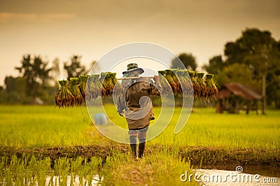 Farmer on green fields Stock Photo