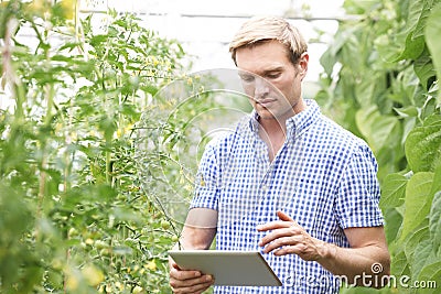 Farmer In Greenhouse Checking Tomato Plants Using Digital Tablet Stock Photo