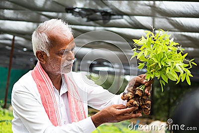 Farmer at greenhouse or poly house busy checking pest and growth of organic saplings or plants Stock Photo