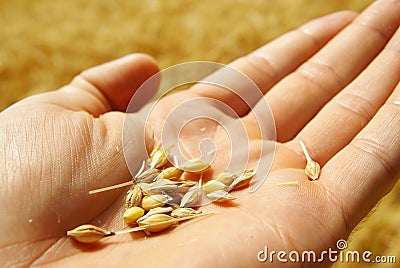 Farmer growing grain wheat background Stock Photo