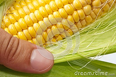 Farmer hand examining ripe corn Stock Photo