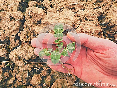 Farmer hand hold rapeseed in spring field. agriculturalist check quality of flower, pests Stock Photo