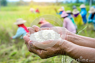 Farmer hand holding uncooked white rice over blur background of people harvesting Stock Photo